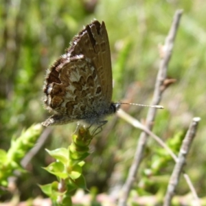 Neolucia hobartensis at Paddys River, ACT - 13 Jan 2019 11:05 AM