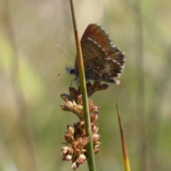 Neolucia hobartensis at Paddys River, ACT - 13 Jan 2019 11:05 AM