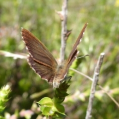 Neolucia hobartensis at Paddys River, ACT - 13 Jan 2019 11:05 AM