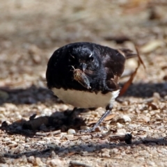 Rhipidura leucophrys (Willie Wagtail) at Fyshwick, ACT - 13 Jan 2019 by RodDeb