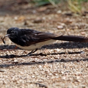 Rhipidura leucophrys at Fyshwick, ACT - 14 Jan 2019