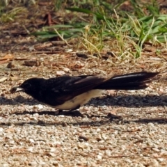 Rhipidura leucophrys at Fyshwick, ACT - 14 Jan 2019 10:28 AM