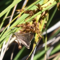 Hesperilla donnysa (Varied Sedge-skipper) at Tharwa, ACT - 12 Jan 2019 by Christine