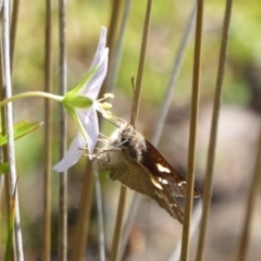 Hesperilla donnysa at Tharwa, ACT - 13 Jan 2019