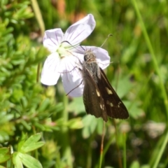 Hesperilla donnysa at Tharwa, ACT - suppressed