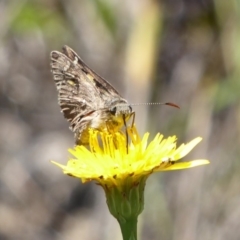 Hesperilla donnysa (Varied Sedge-skipper) at Gibraltar Pines - 12 Jan 2019 by Christine