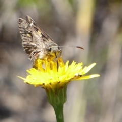 Hesperilla donnysa at Tharwa, ACT - 13 Jan 2019