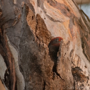 Callocephalon fimbriatum at Red Hill, ACT - 13 Jan 2019