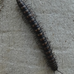 Paradoxosomatidae sp. (family) (Millipede) at Namadgi National Park - 11 Jan 2019 by HarveyPerkins