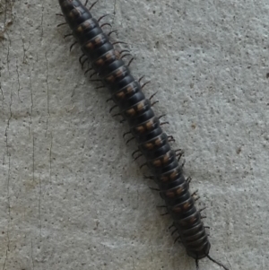 Paradoxosomatidae sp. (family) at Cotter River, ACT - 11 Jan 2019