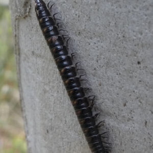 Paradoxosomatidae sp. (family) at Cotter River, ACT - 11 Jan 2019