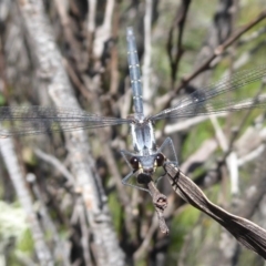 Austroargiolestes calcaris (Powdered Flatwing) at Gibraltar Pines - 12 Jan 2019 by Christine