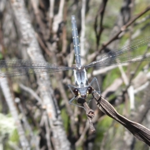 Austroargiolestes calcaris at Paddys River, ACT - 13 Jan 2019