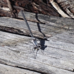 Austroargiolestes calcaris at Paddys River, ACT - 13 Jan 2019 09:09 AM