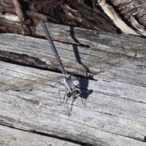 Austroargiolestes calcaris at Paddys River, ACT - 13 Jan 2019