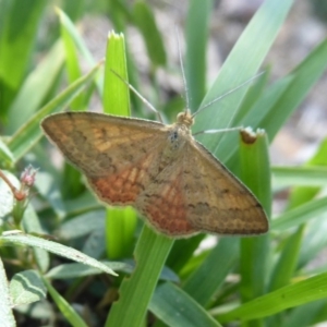 Scopula rubraria at Symonston, ACT - 14 Jan 2019