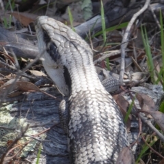 Tiliqua scincoides scincoides (Eastern Blue-tongue) at Callum Brae - 13 Jan 2019 by Christine