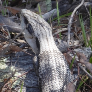 Tiliqua scincoides scincoides at Symonston, ACT - 14 Jan 2019 10:46 AM