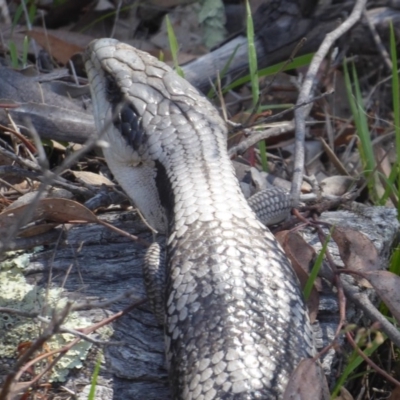 Tiliqua scincoides scincoides (Eastern Blue-tongue) at Symonston, ACT - 13 Jan 2019 by Christine