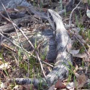 Tiliqua scincoides scincoides at Symonston, ACT - 14 Jan 2019 10:46 AM