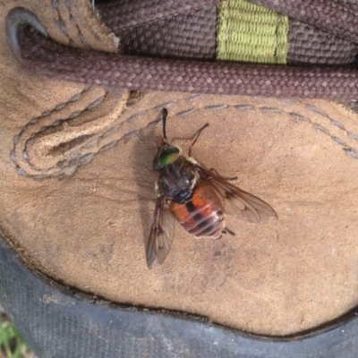 Tabanidae (family) (Unidentified march or horse fly) at Namadgi National Park - 11 Jan 2019 by KMcCue