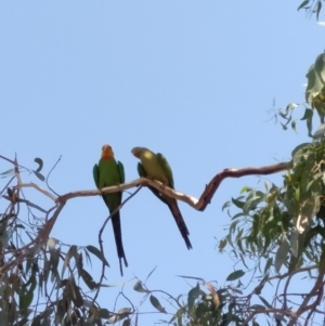 Polytelis swainsonii at Lake George, NSW - suppressed