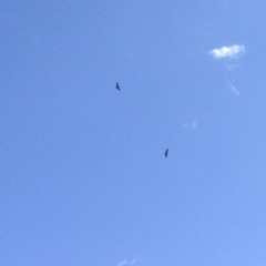 Aquila audax (Wedge-tailed Eagle) at Dunlop, ACT - 13 Jan 2019 by KMcCue