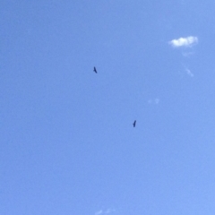 Aquila audax (Wedge-tailed Eagle) at Aranda Bushland - 12 Jan 2019 by KMcCue