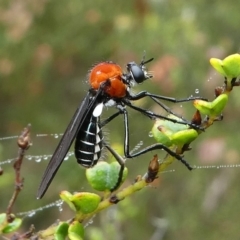 Cabasa pulchella (Robber fly) at Cotter River, ACT - 11 Jan 2019 by HarveyPerkins