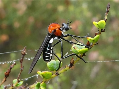 Cabasa pulchella (Robber fly) at Cotter River, ACT - 10 Jan 2019 by HarveyPerkins