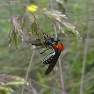 Cabasa pulchella at Brindabella, ACT - 11 Jan 2019