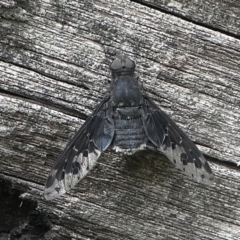 Anthrax sp. (genus) (Unidentified Anthrax bee fly) at Brindabella, ACT - 11 Jan 2019 by HarveyPerkins