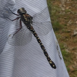 Austroaeschna multipunctata at Cotter River, ACT - 11 Jan 2019