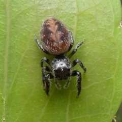 Opisthoncus sp. (genus) (Unidentified Opisthoncus jumping spider) at Cotter River, ACT - 11 Jan 2019 by HarveyPerkins