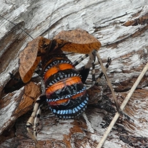 Acripeza reticulata at Cotter River, ACT - 11 Jan 2019 11:07 AM