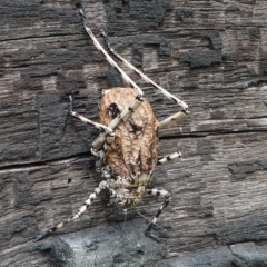 Acripeza reticulata at Cotter River, ACT - 11 Jan 2019