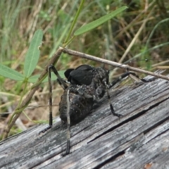 Acripeza reticulata (Mountain Katydid) at Namadgi National Park - 11 Jan 2019 by HarveyPerkins