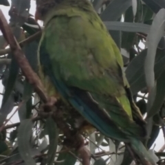 Polytelis swainsonii (Superb Parrot) at Bango, NSW - 16 Dec 2018 by Renzy357