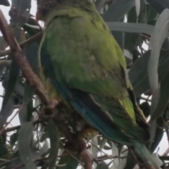 Polytelis swainsonii (Superb Parrot) at suppressed - 15 Dec 2018 by Renzy357