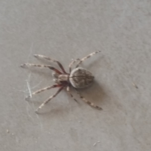 Hortophora transmarina at Bango, NSW - 4 Jan 2019