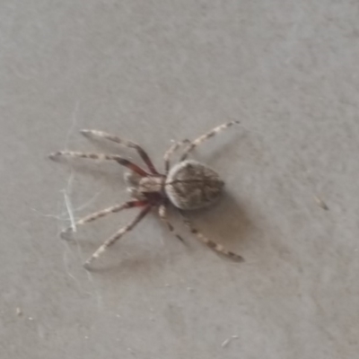 Hortophora transmarina (Garden Orb Weaver) at Bango, NSW - 3 Jan 2019 by Renzy357