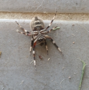 Hortophora transmarina at Bango, NSW - 4 Jan 2019