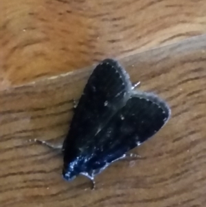 Stericta carbonalis at Bango, NSW - 18 Dec 2018 08:48 AM