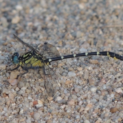 Hemigomphus heteroclytus (Stout Vicetail) at Tuggeranong, ACT - 18 Dec 2018 by MichaelBedingfield