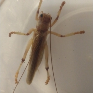 Gryllacrididae (family) at Greenleigh, NSW - 15 Jan 2019