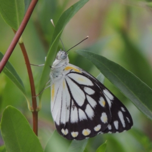 Belenois java at Conder, ACT - 30 Dec 2018 08:28 AM