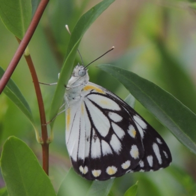 Belenois java (Caper White) at Conder, ACT - 29 Dec 2018 by michaelb