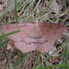 Rhinodia rostraria (Necklace Geometrid) at Conder, ACT - 7 Jan 2019 by michaelb