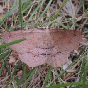 Rhinodia rostraria at Conder, ACT - 7 Jan 2019 05:34 PM