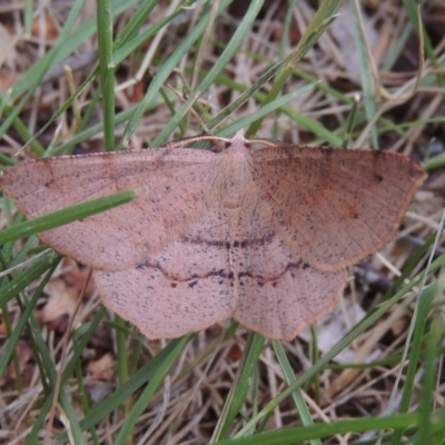 Rhinodia rostraria (Necklace Geometrid) at Conder, ACT - 7 Jan 2019 by michaelb